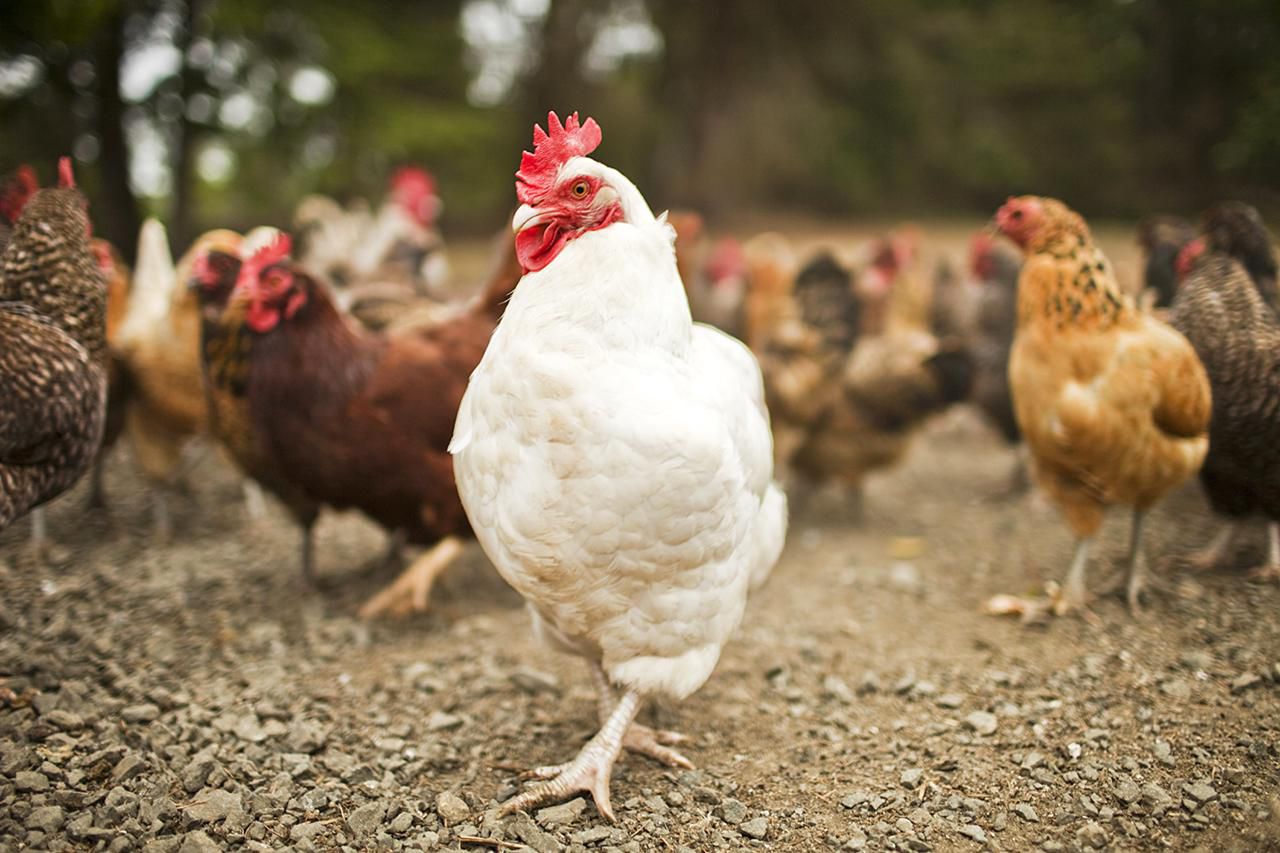 how-to-take-care-of-chickens