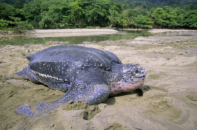 leatherback-sea-turtle-facts