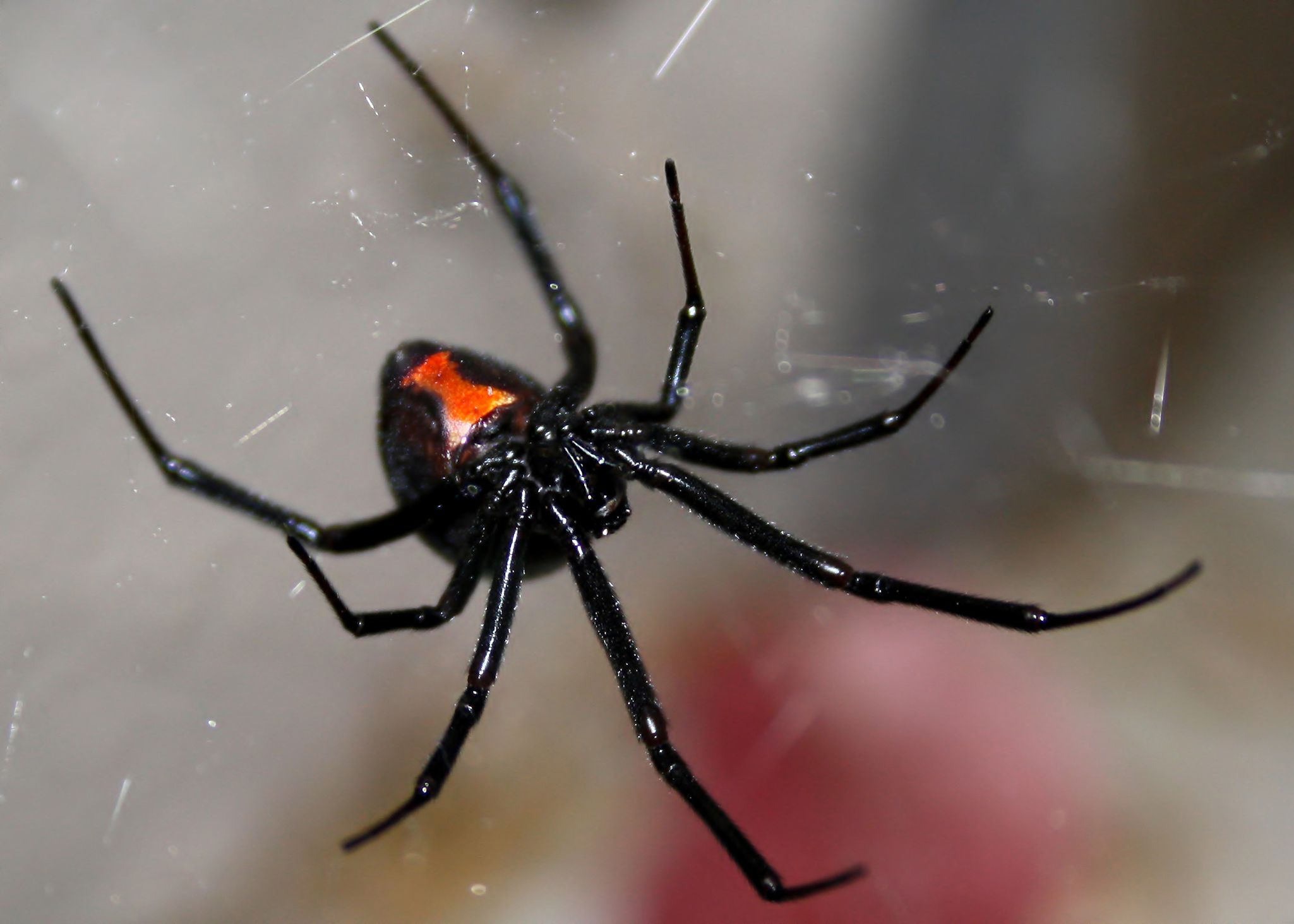 Black Spiders In Georgia
