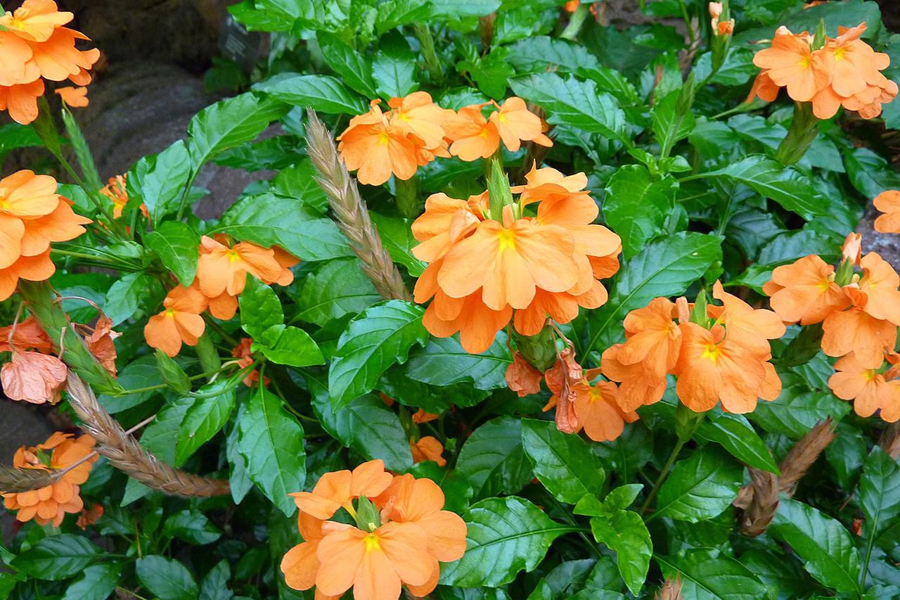 Tips on How to Grow Crossandra Plants Indoors
