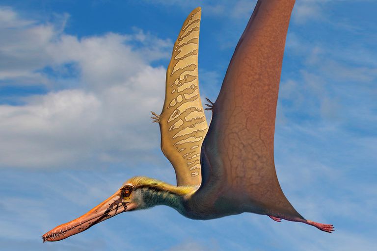 pterodactyl-pictures-facts-the-dinosaur-database