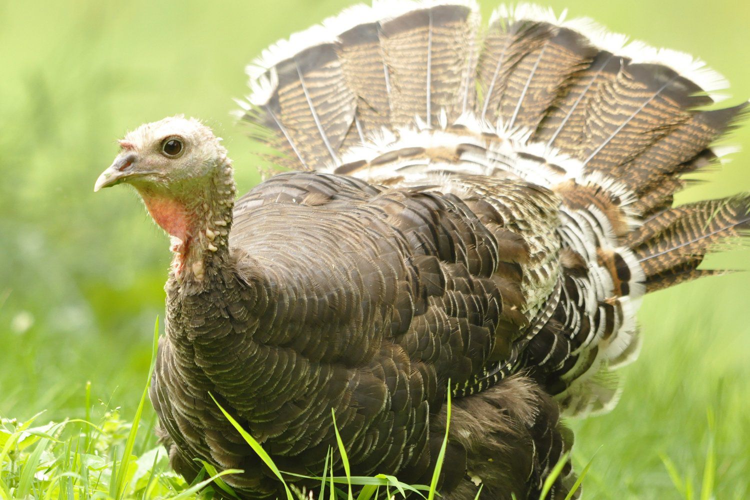 what-do-wild-turkeys-eat-feeding-birds