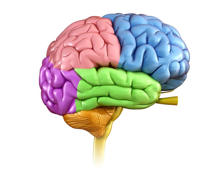 Brain Anatomy: The 4 Lobes, Structures, and Functions