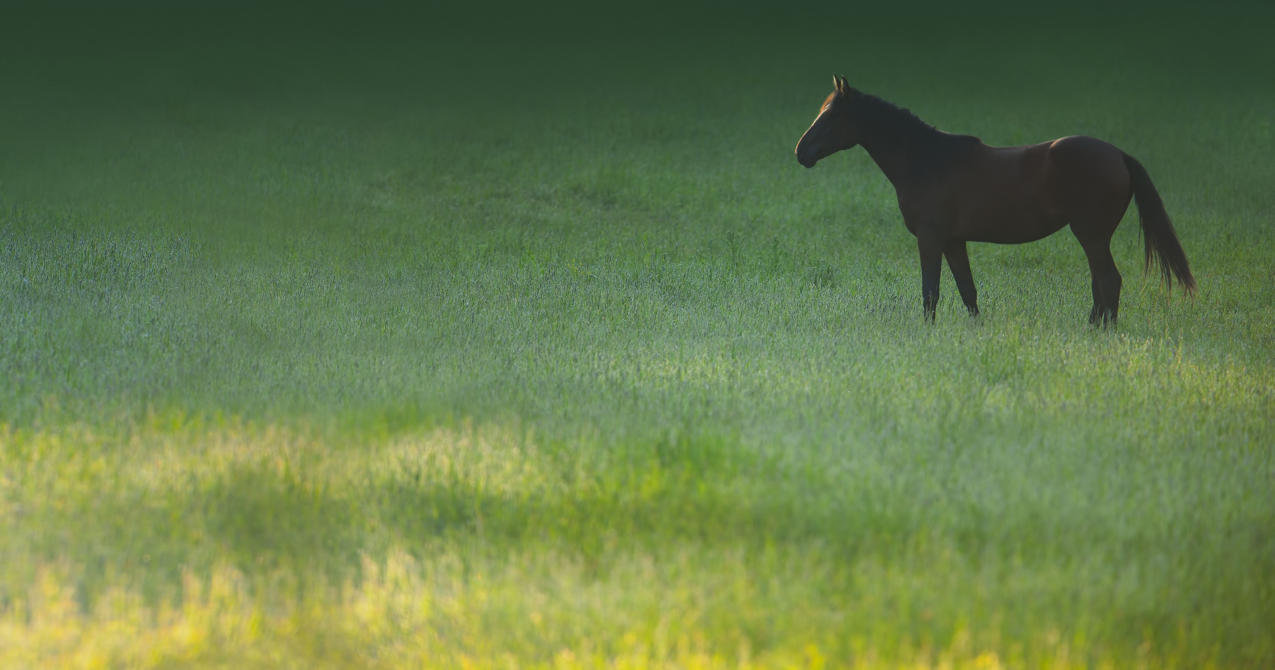 introducing-your-horse-to-lush-pasture