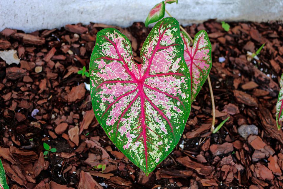 How to Grow Caladium as a Houseplant