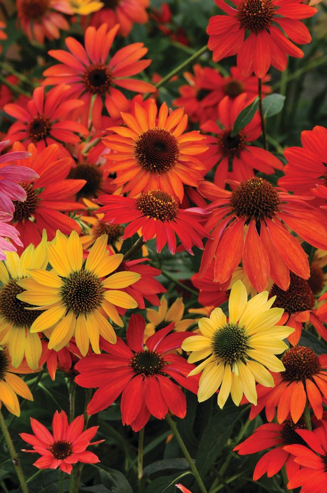 12 Top Echinacea Varieties