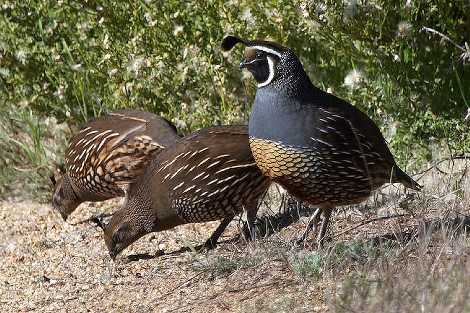 polygamy-definition-polygamous-birds