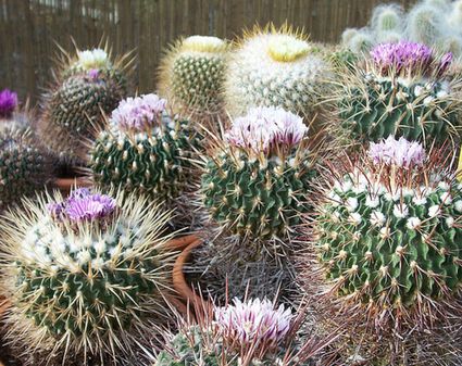 Growing Golden Barrel Cactus (Echinocactus) Indoors