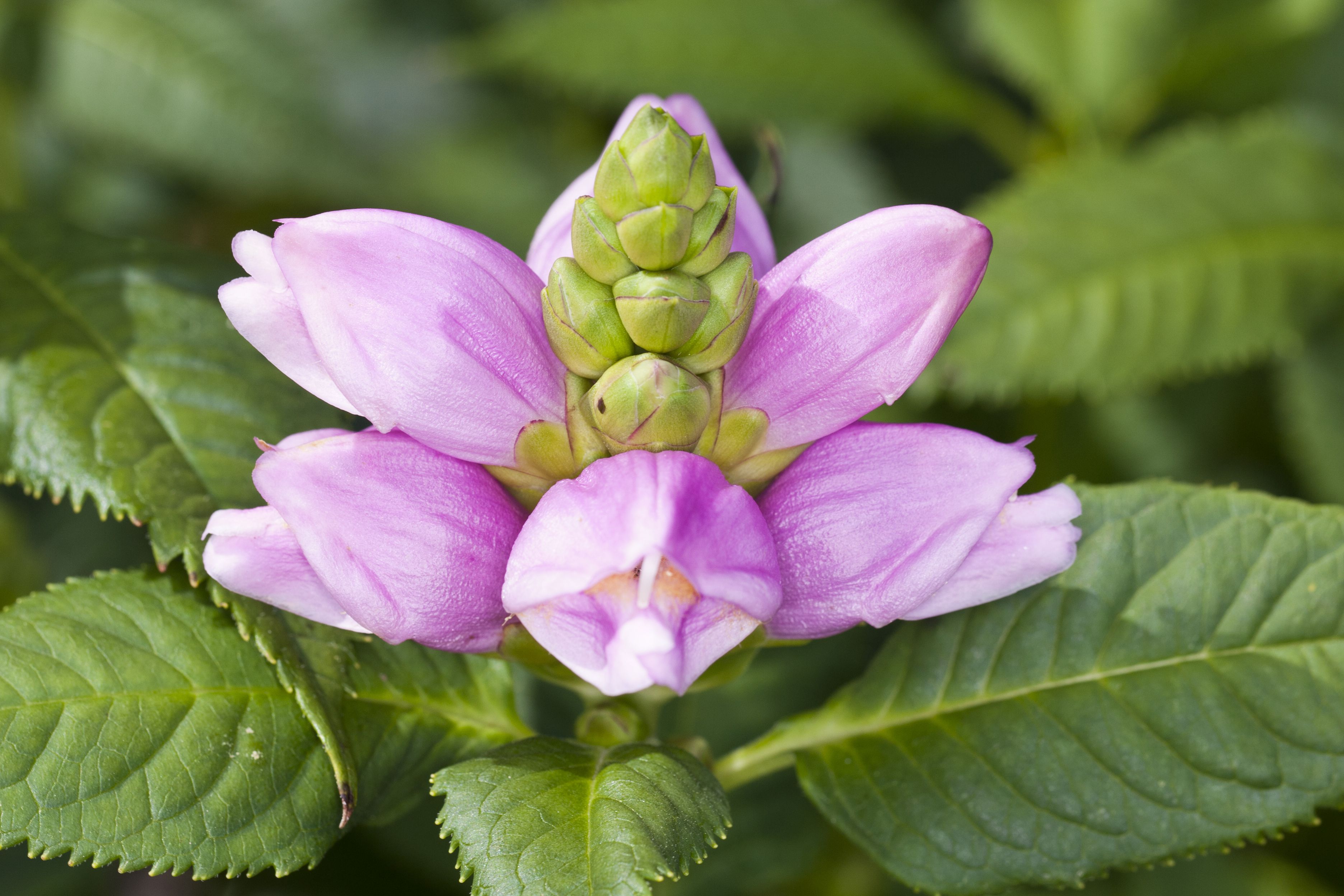 How to Grow Turtlehead Plants (Chelone)