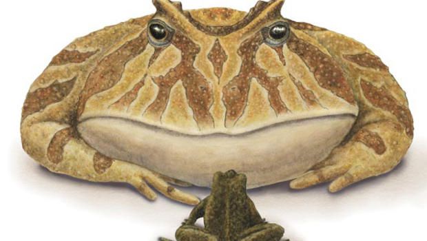 Beelzebufo (Devil Frog) - Facts and Figures