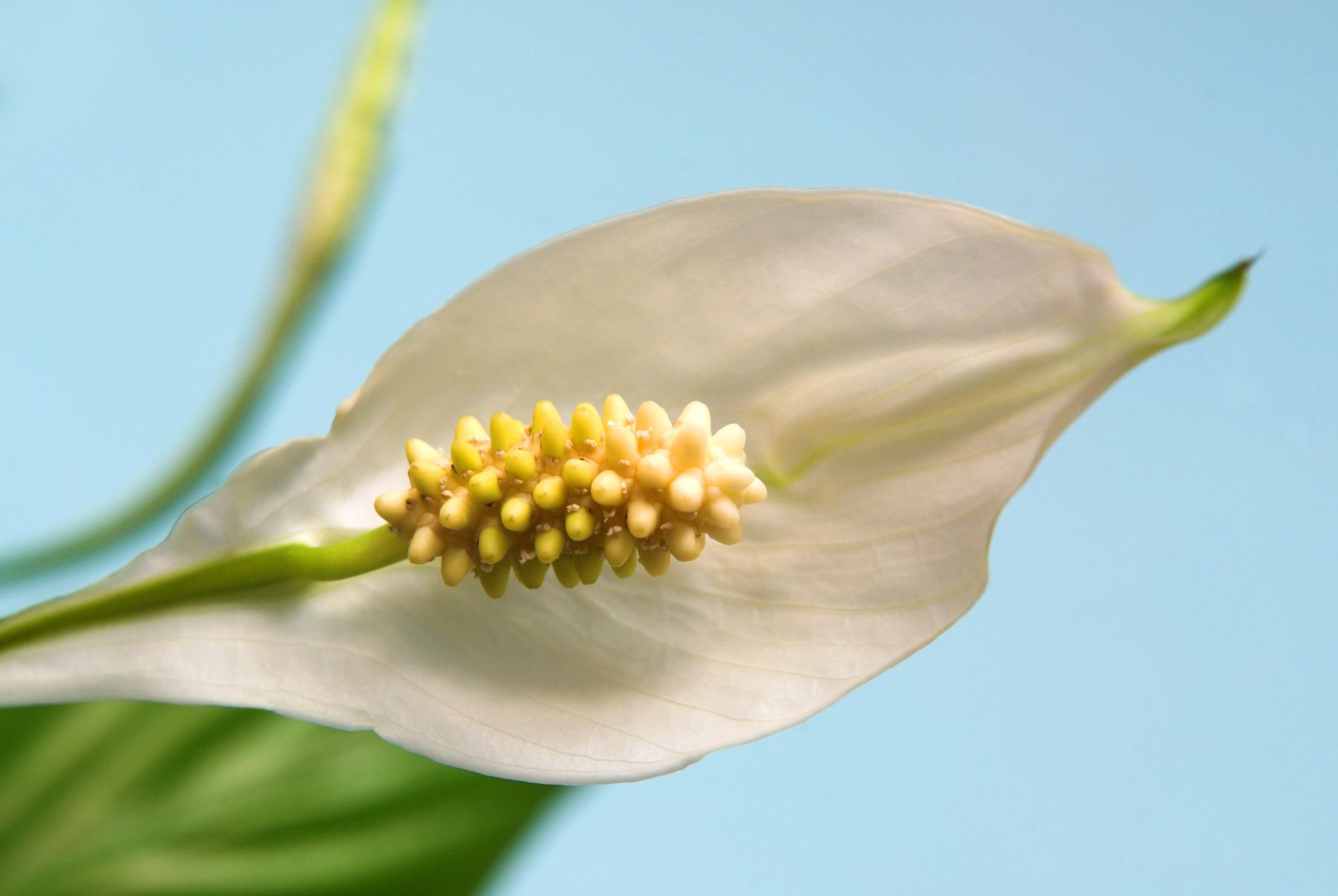 how-to-grow-and-care-for-the-peace-lily-spathiphyllum