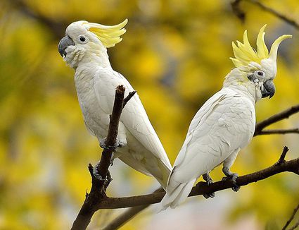 Guide to Pet Bird Species