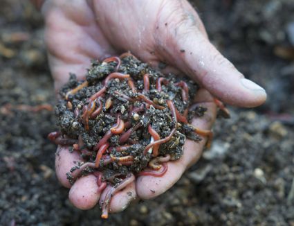 50 Things You Can Compost