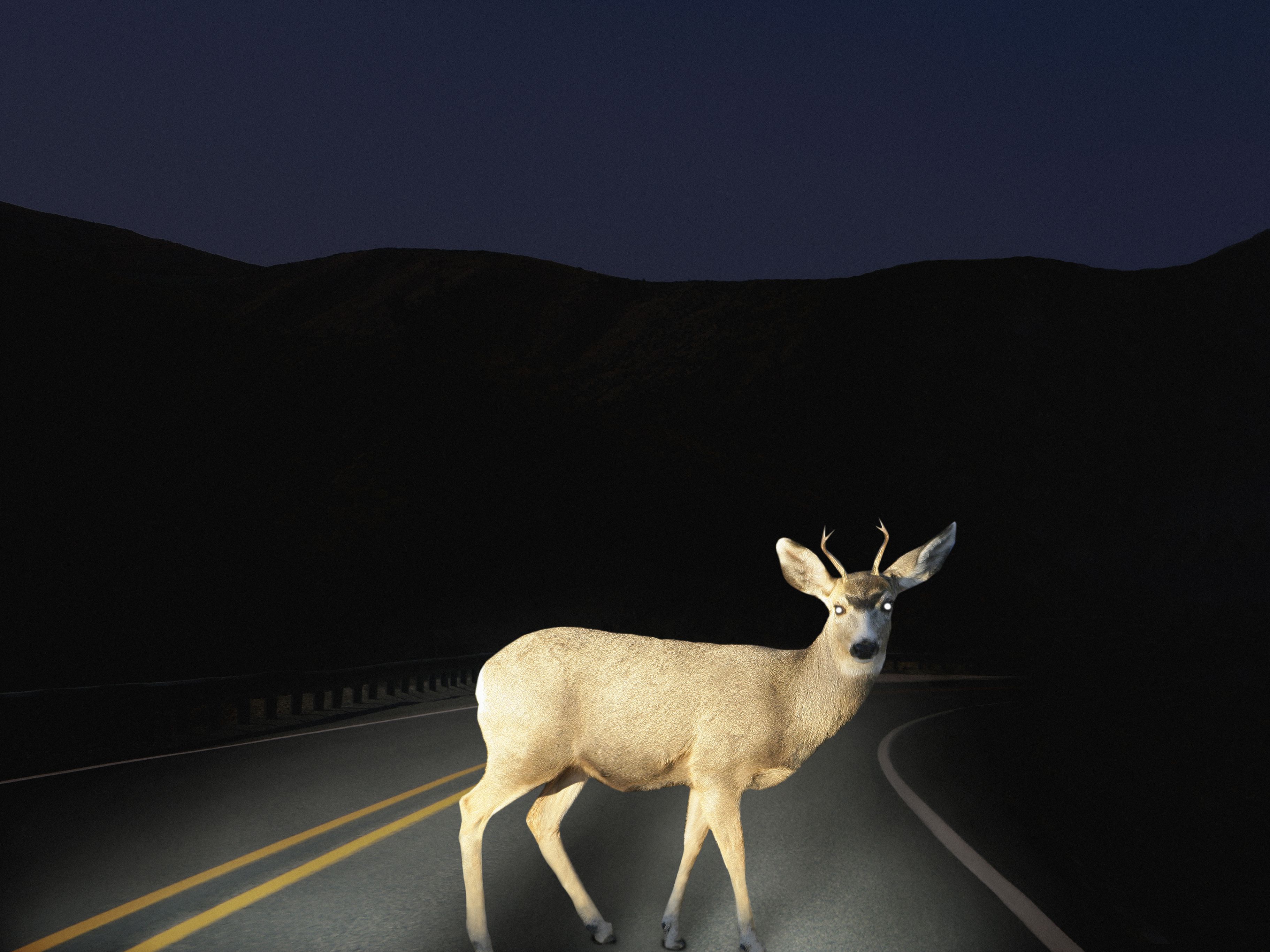 Do Deductibles Apply to Deer Car Accidents?