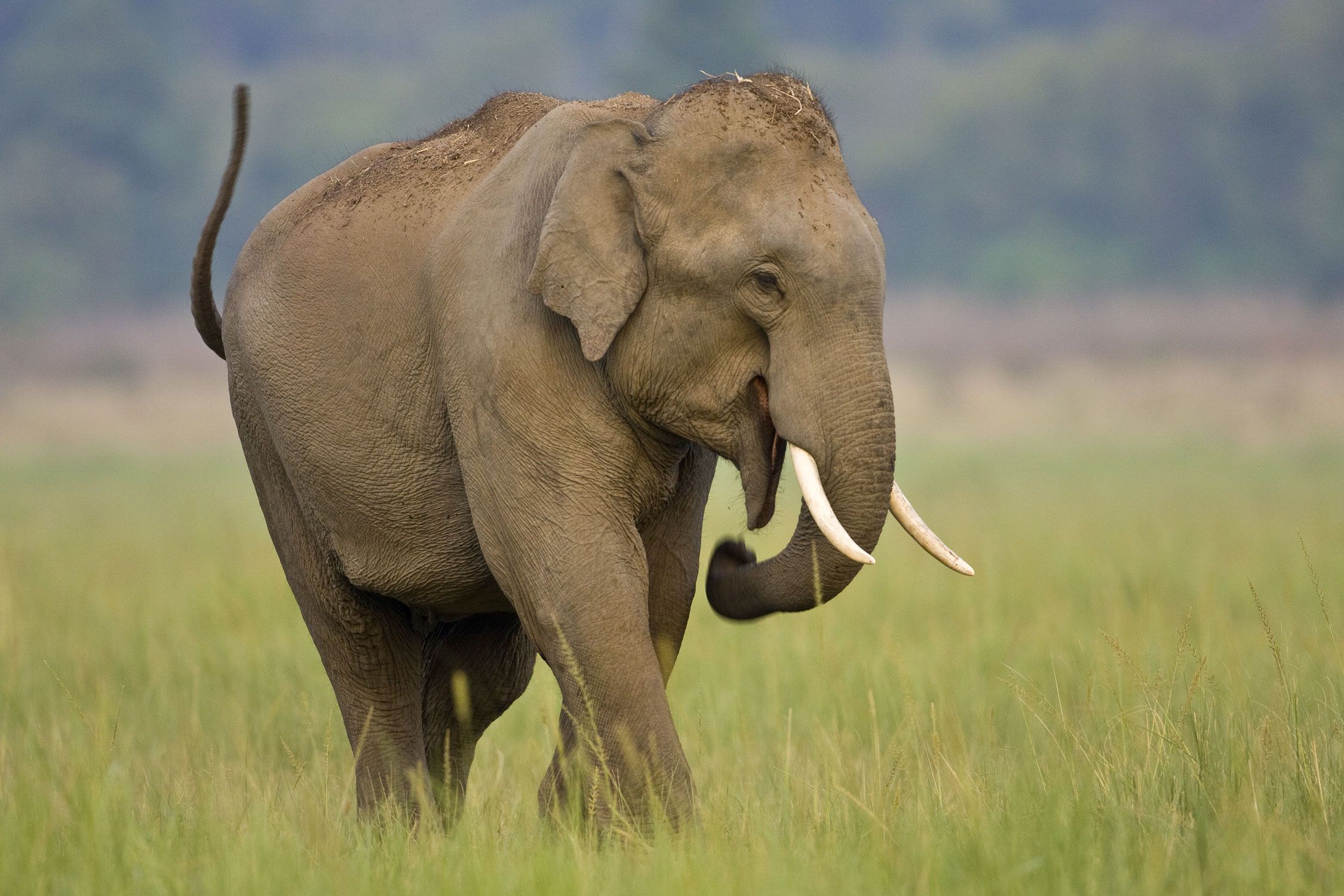 how-elephants-eat-with-their-trunks-realclearscience