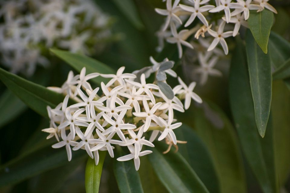 15 Plants That Smell Best at Night