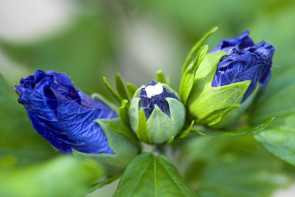 Best Shrubs With Blue or Lavender Flowers