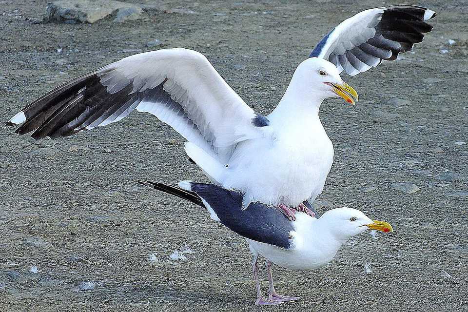 How Do Birds Mate Courtship And Sex In Birds