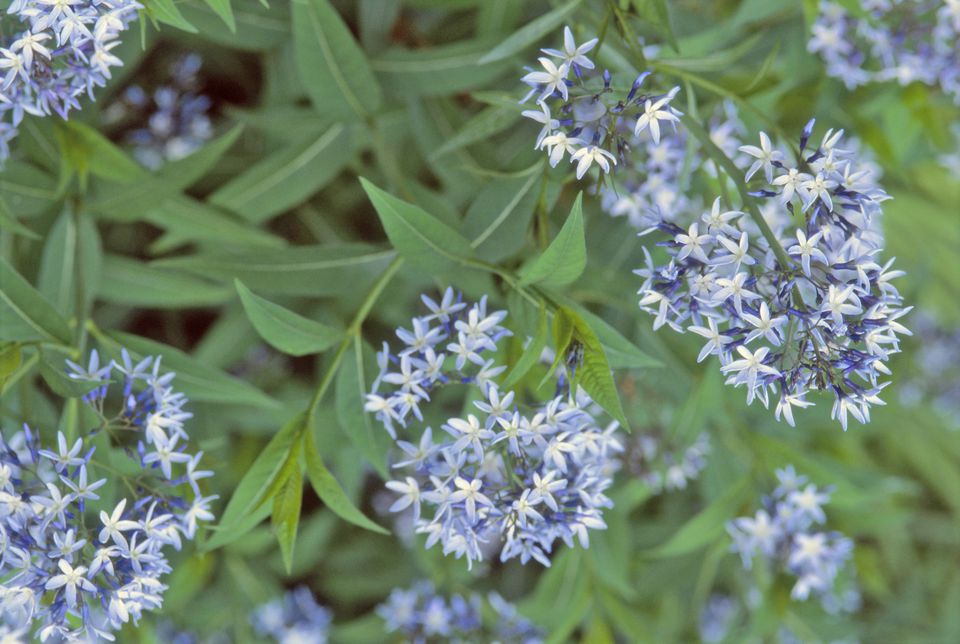 12 Beautiful Blue Flowering Plants for the Garden