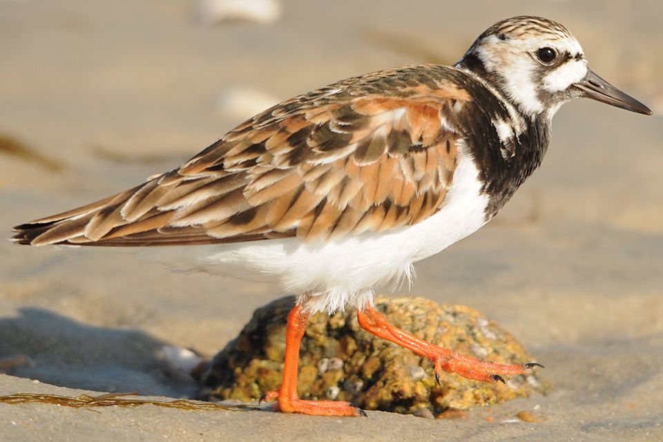 Ruddy Turnstone—One Of The Most Widespread Shorebirds