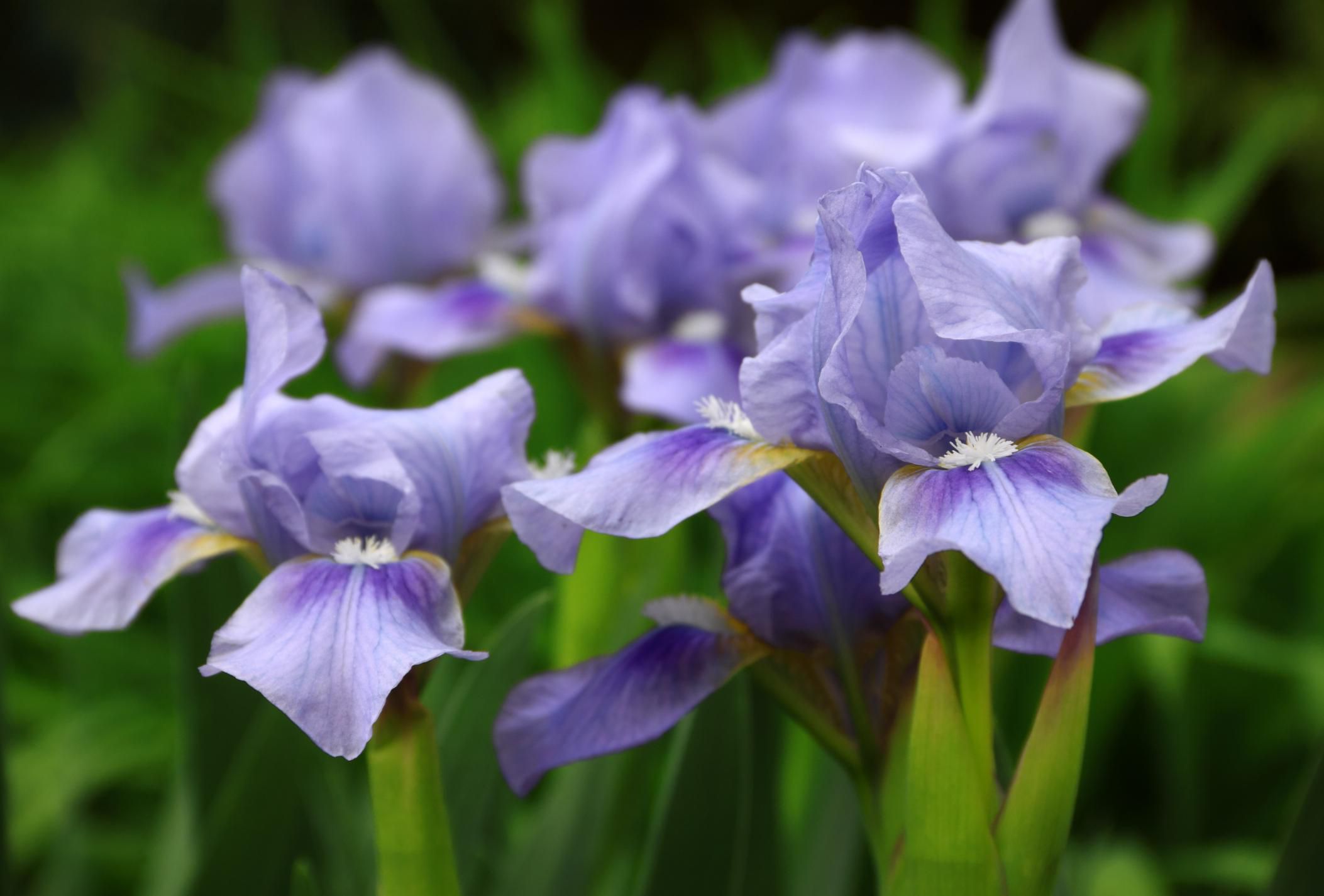 Perennial Plants to Cut Back or Prune in the Fall