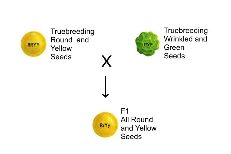 Introduction To Mendels Law Of Independent Assortment