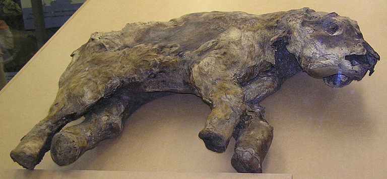 A frozen Woolly Mammoth juvenile