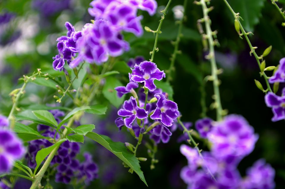 shrub with purple flowers