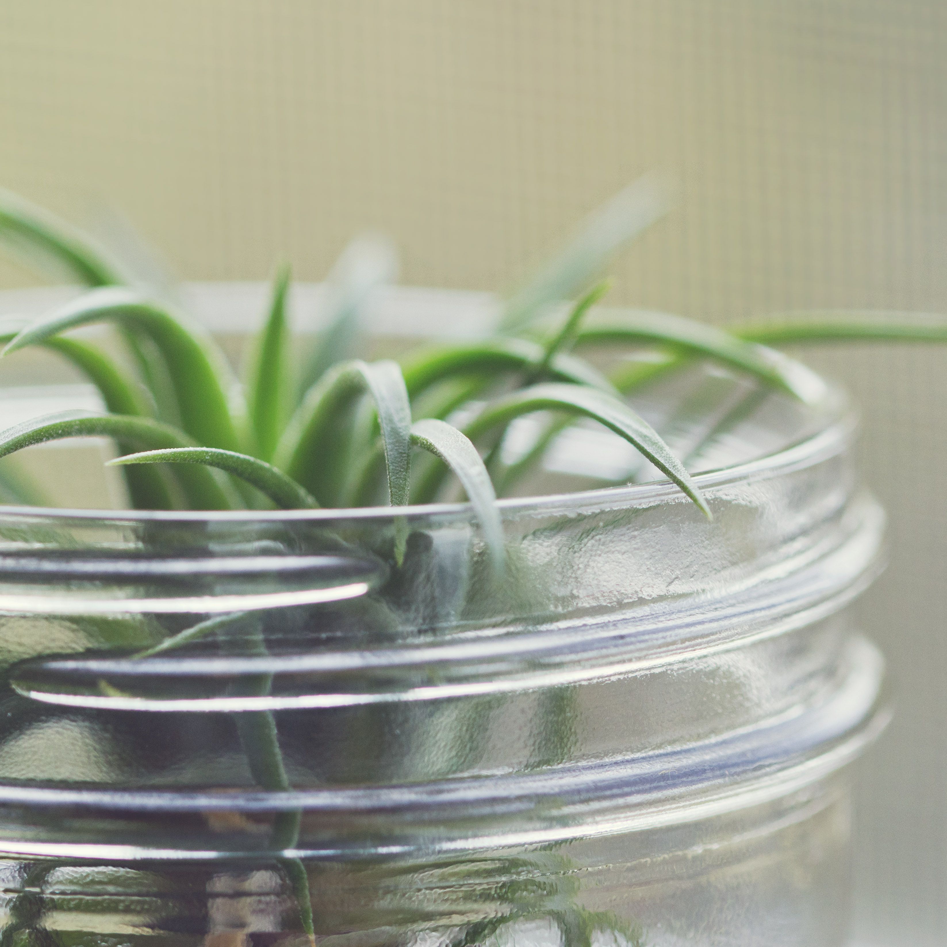 Can you propagate air plants information