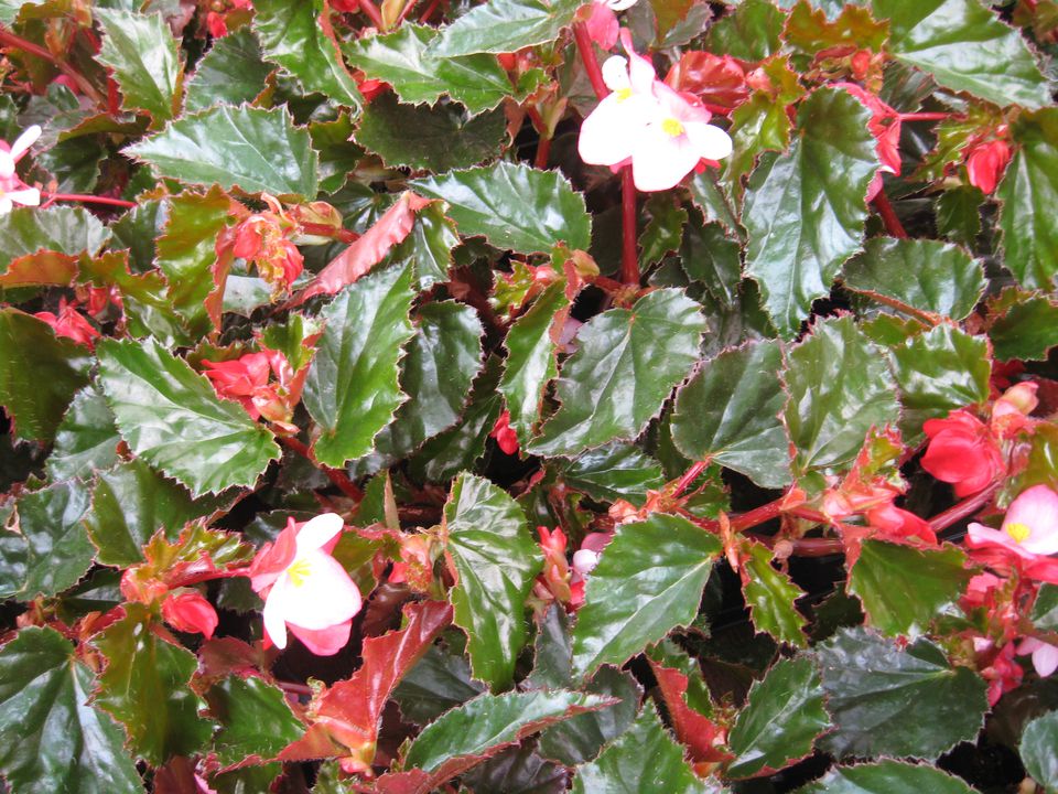 Begonia Flower Family Picture Gallery