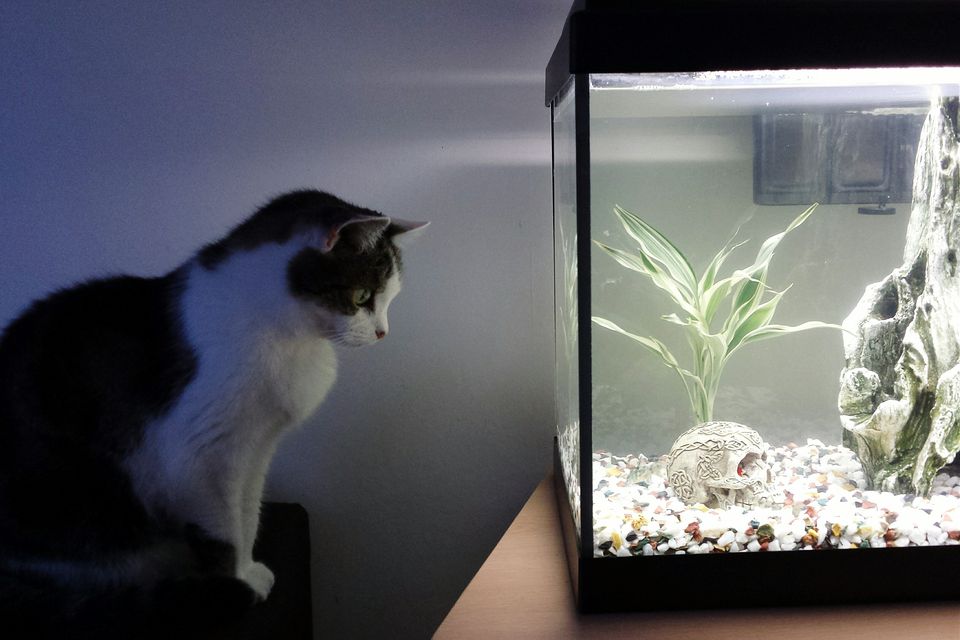 How Long Should Aquarium Lights Be Left On 