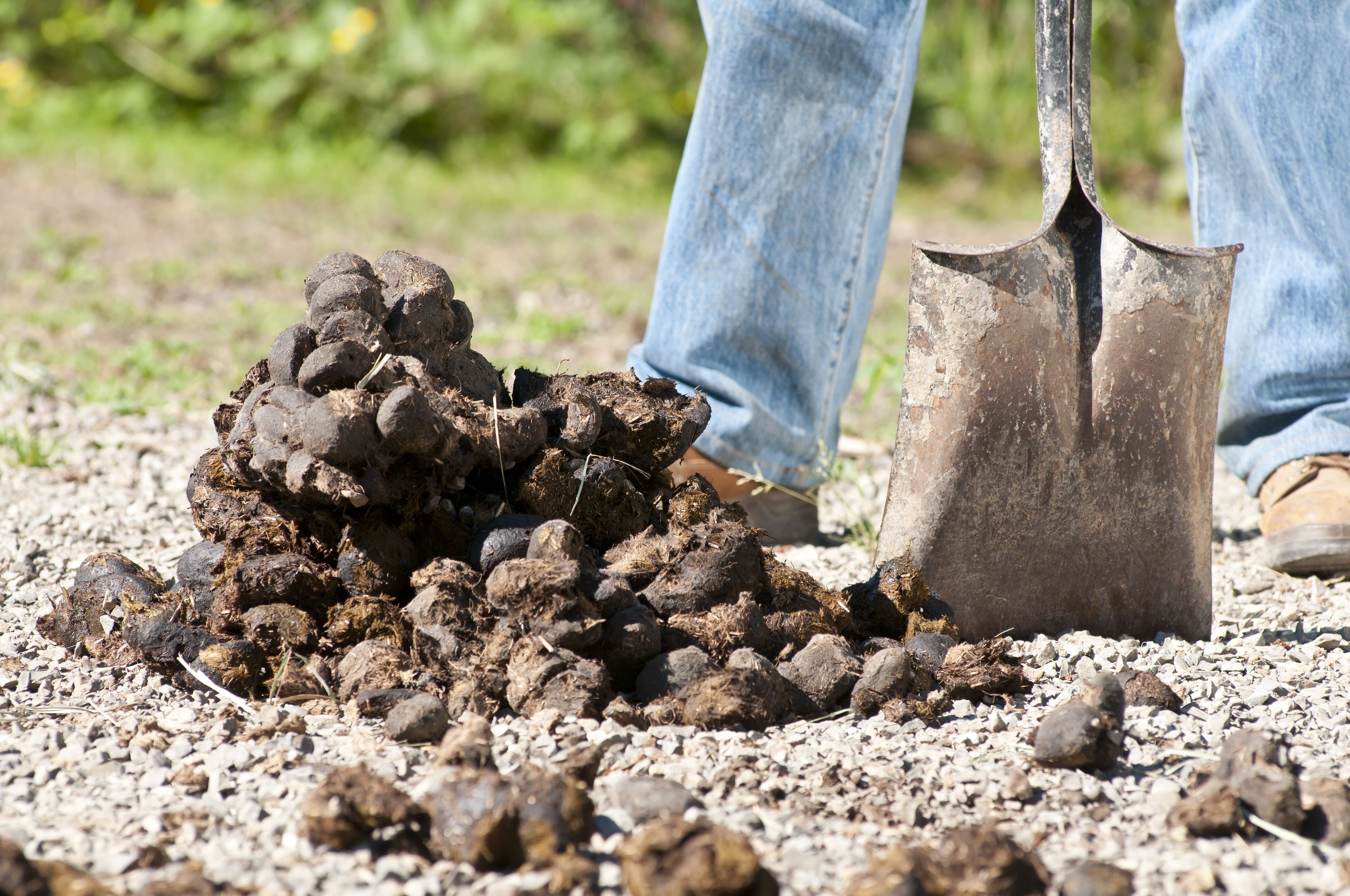 nine-fascinating-facts-about-horse-manure