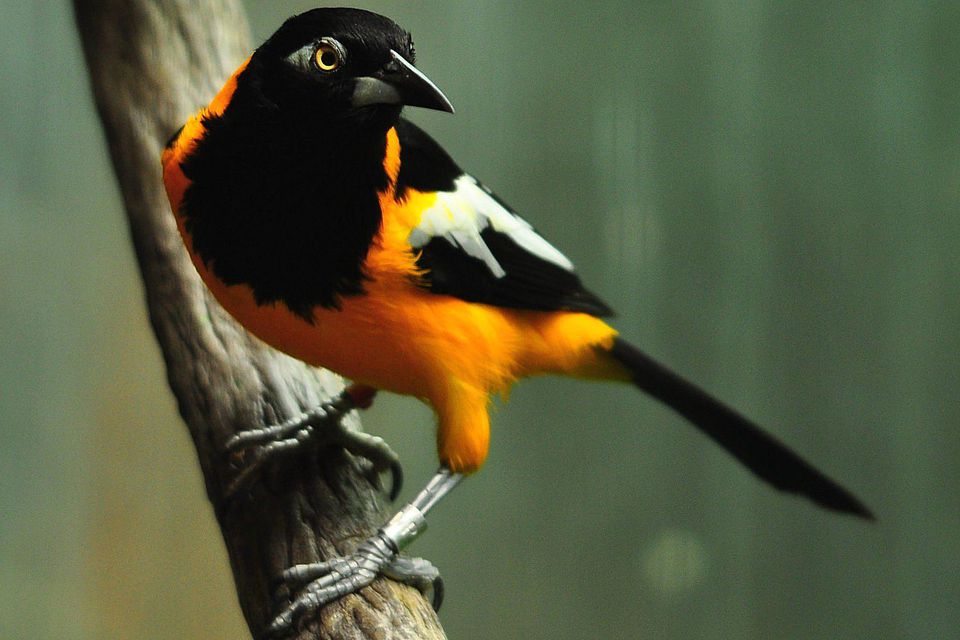 Venezuelan Troupial Icterus Icterus National Bird