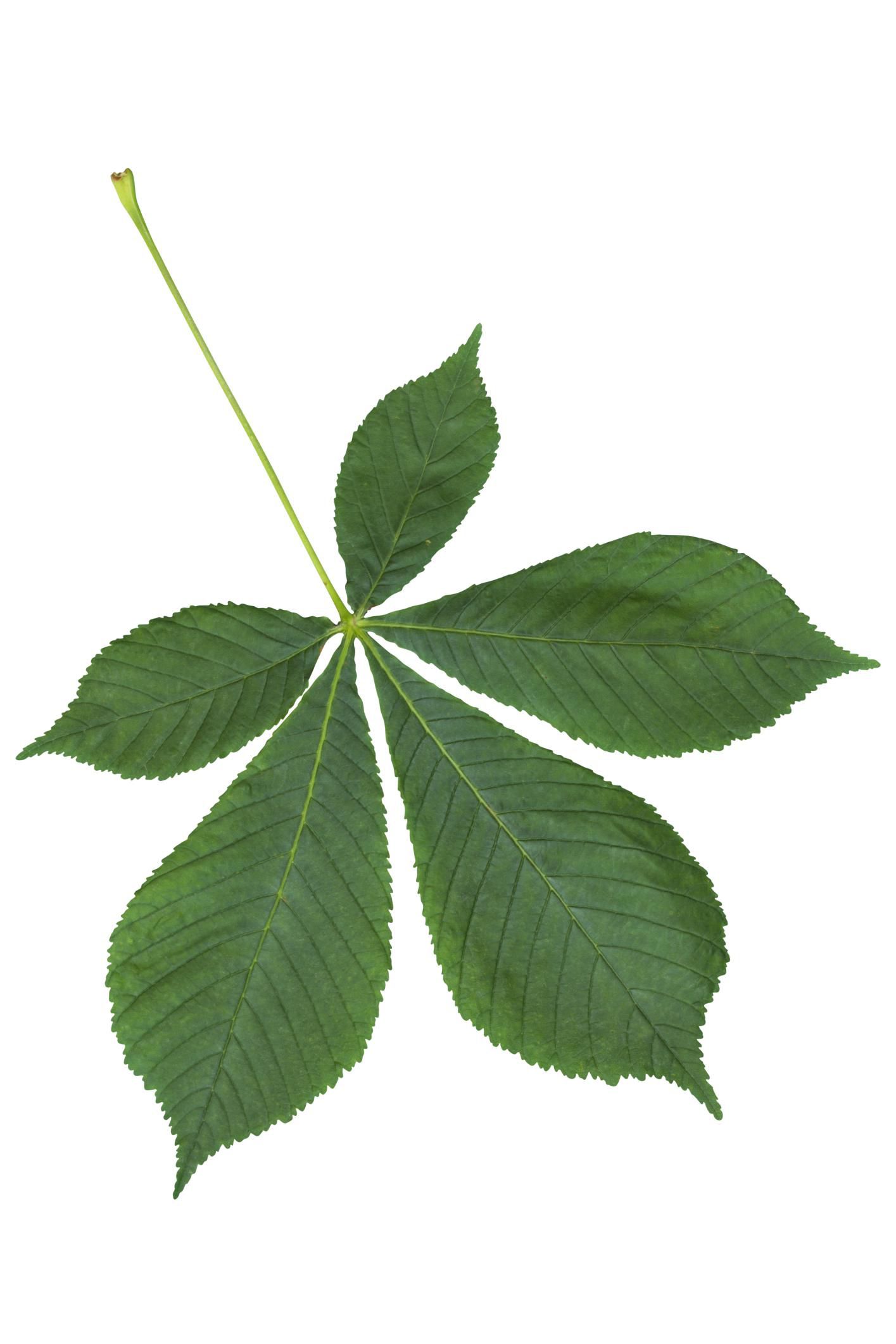 palmate-and-pinnate-compound-leaves