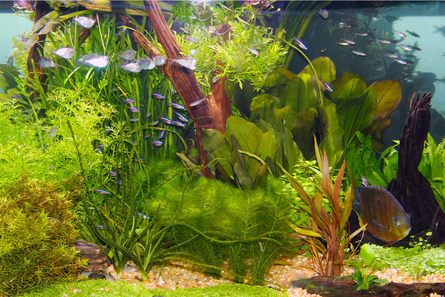High light aquarium plants Idea