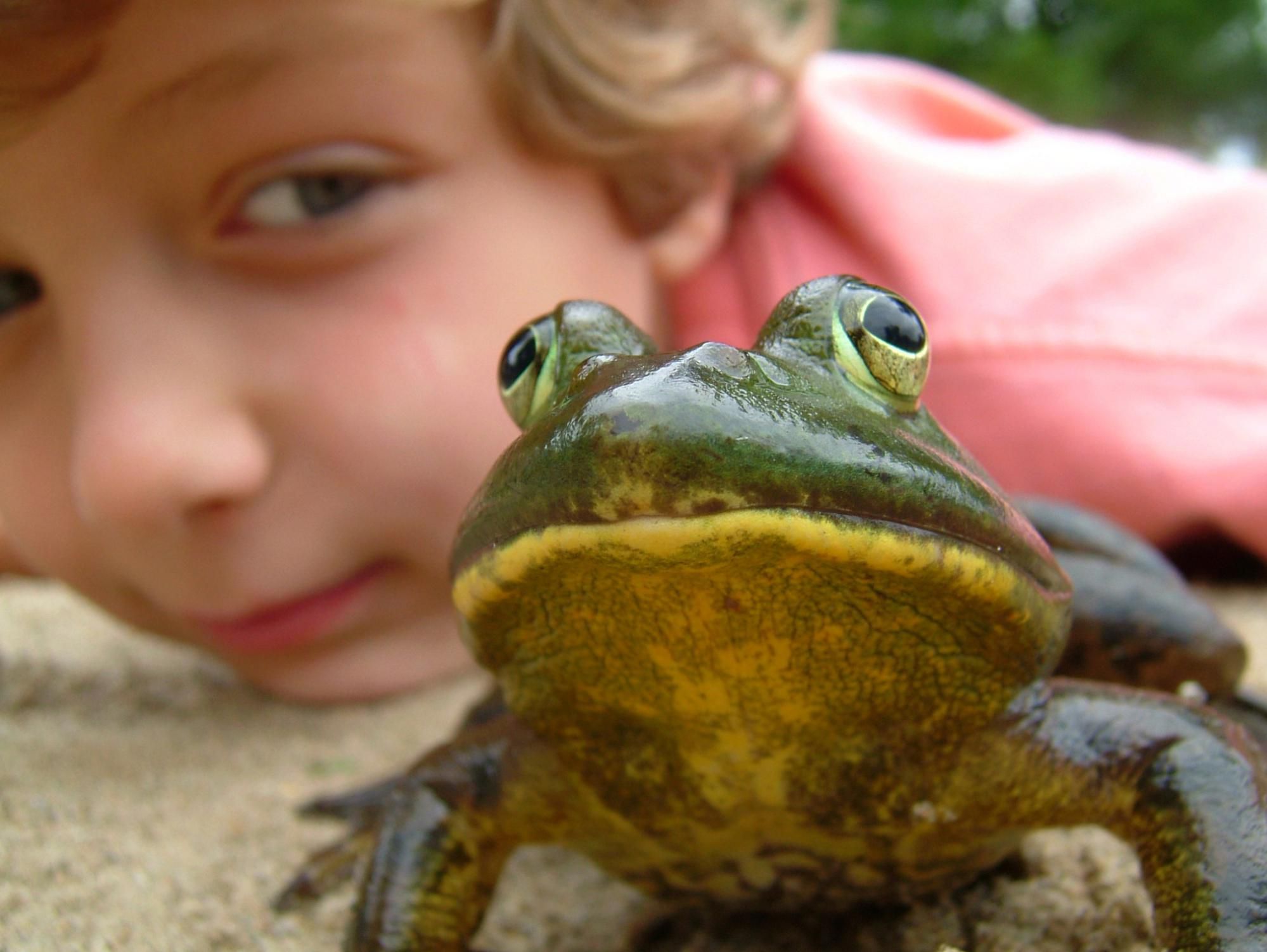 frog dissection