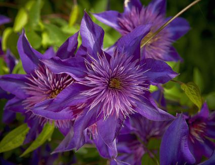 Clematis 'The President': Unimpeachable Vine for Summer