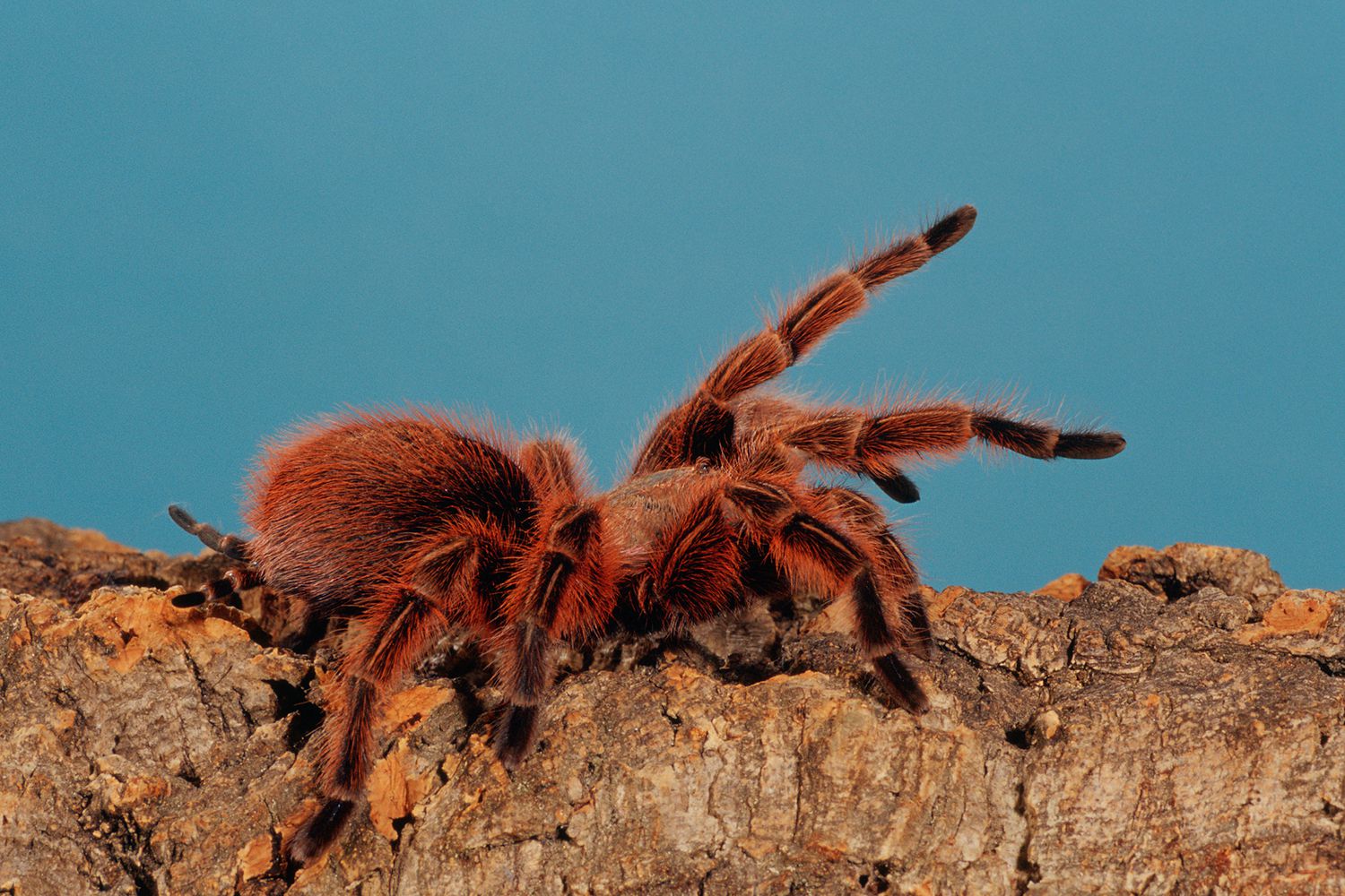 learn-about-the-tarantulas-family-theraphosidae