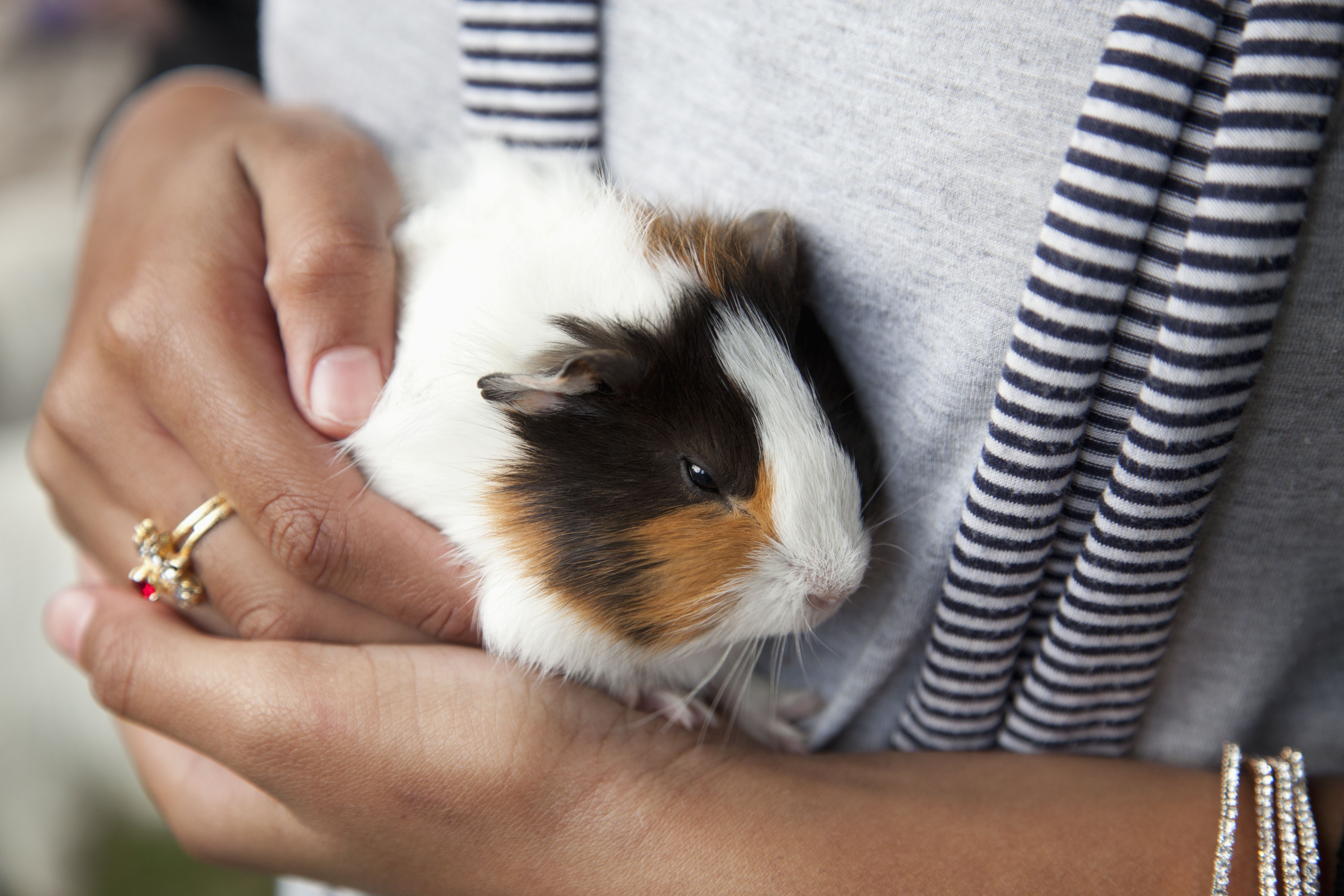 things-to-know-before-getting-a-pet-guinea-pig