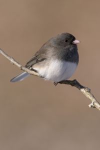 Identifying Winter Birds in Milwaukee