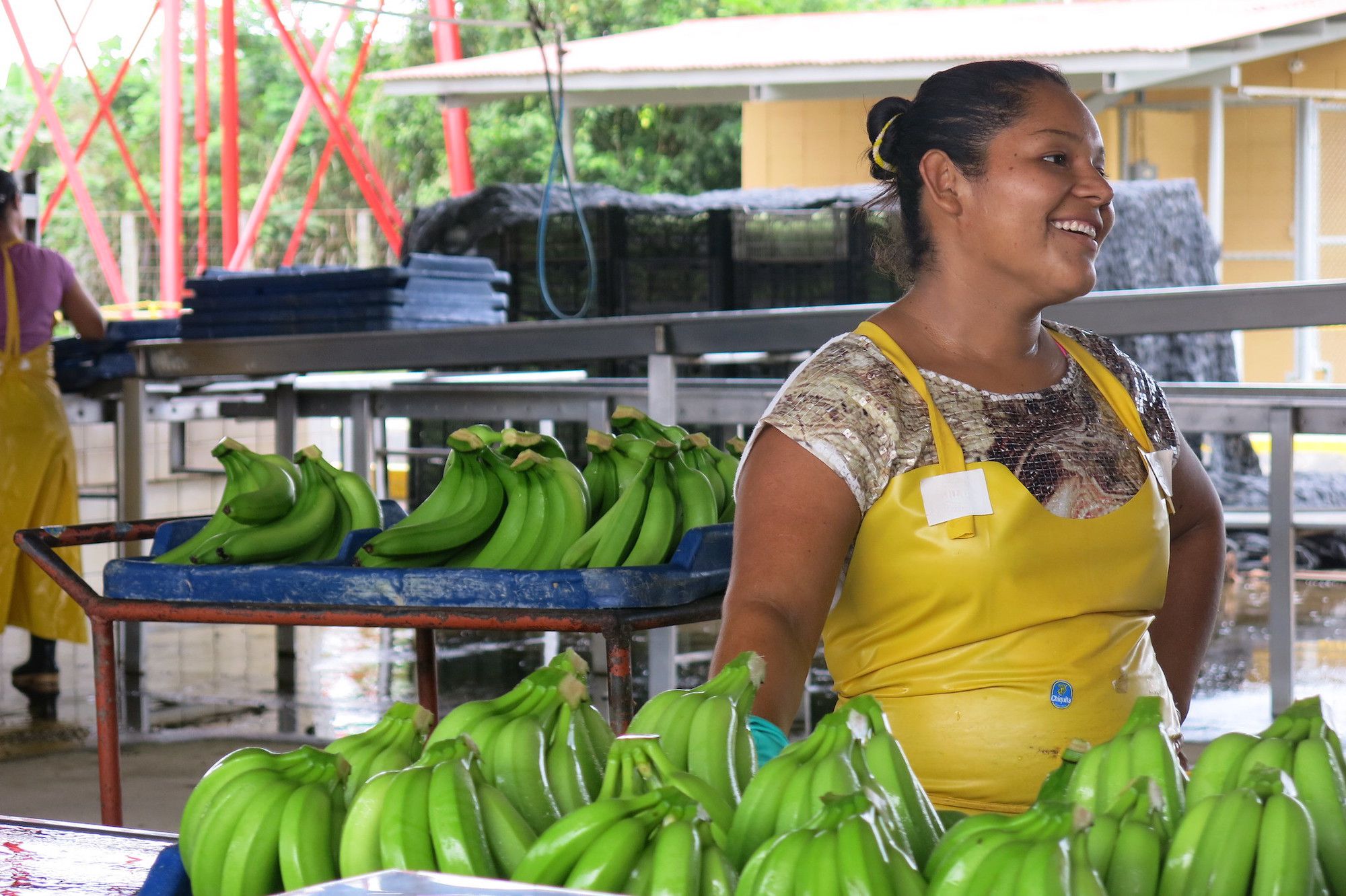 Bananas Are Fighting a Pandemic of Their Own