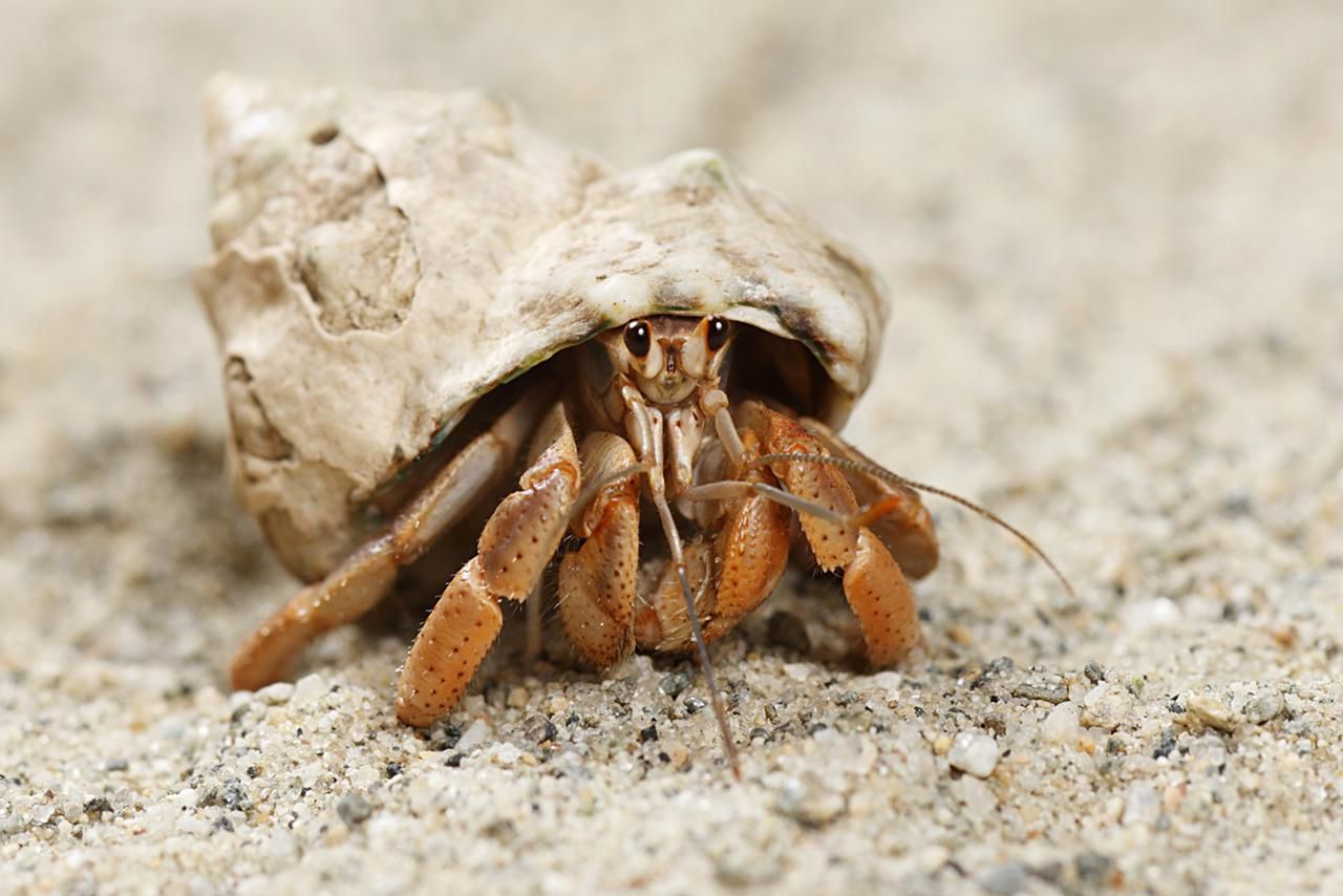 Molting Hermit Crabs: Advice on Care