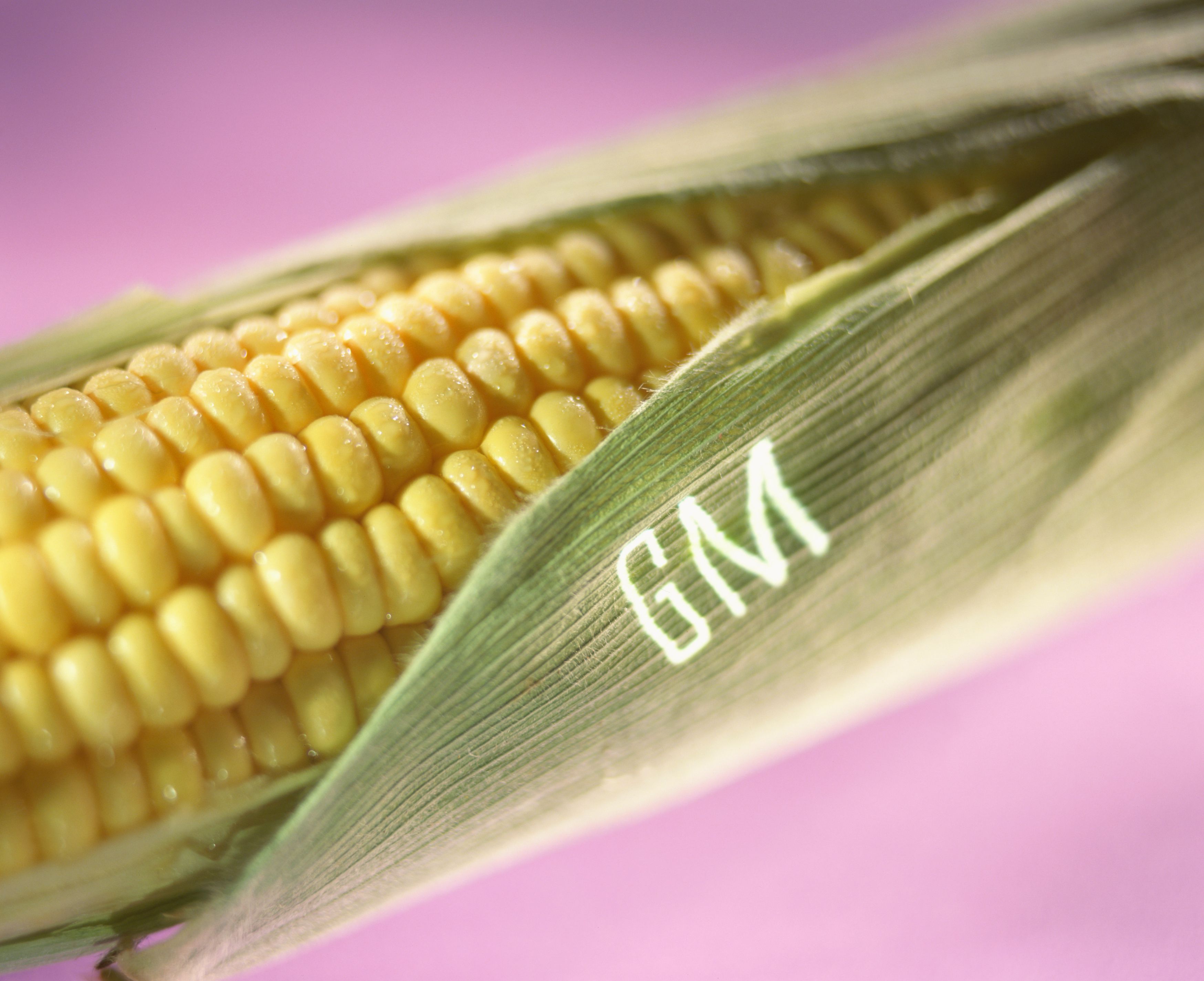 why-gmo-foods-are-not-bad-for-your-health