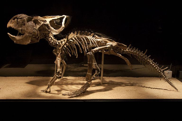 Interesting Facts About Protoceratops