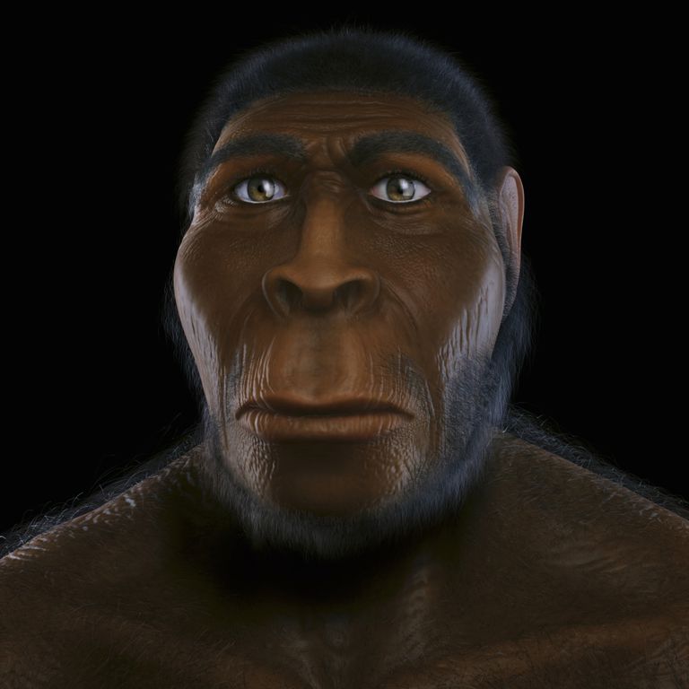 Bipedalism Hypothesis - Human Evolution