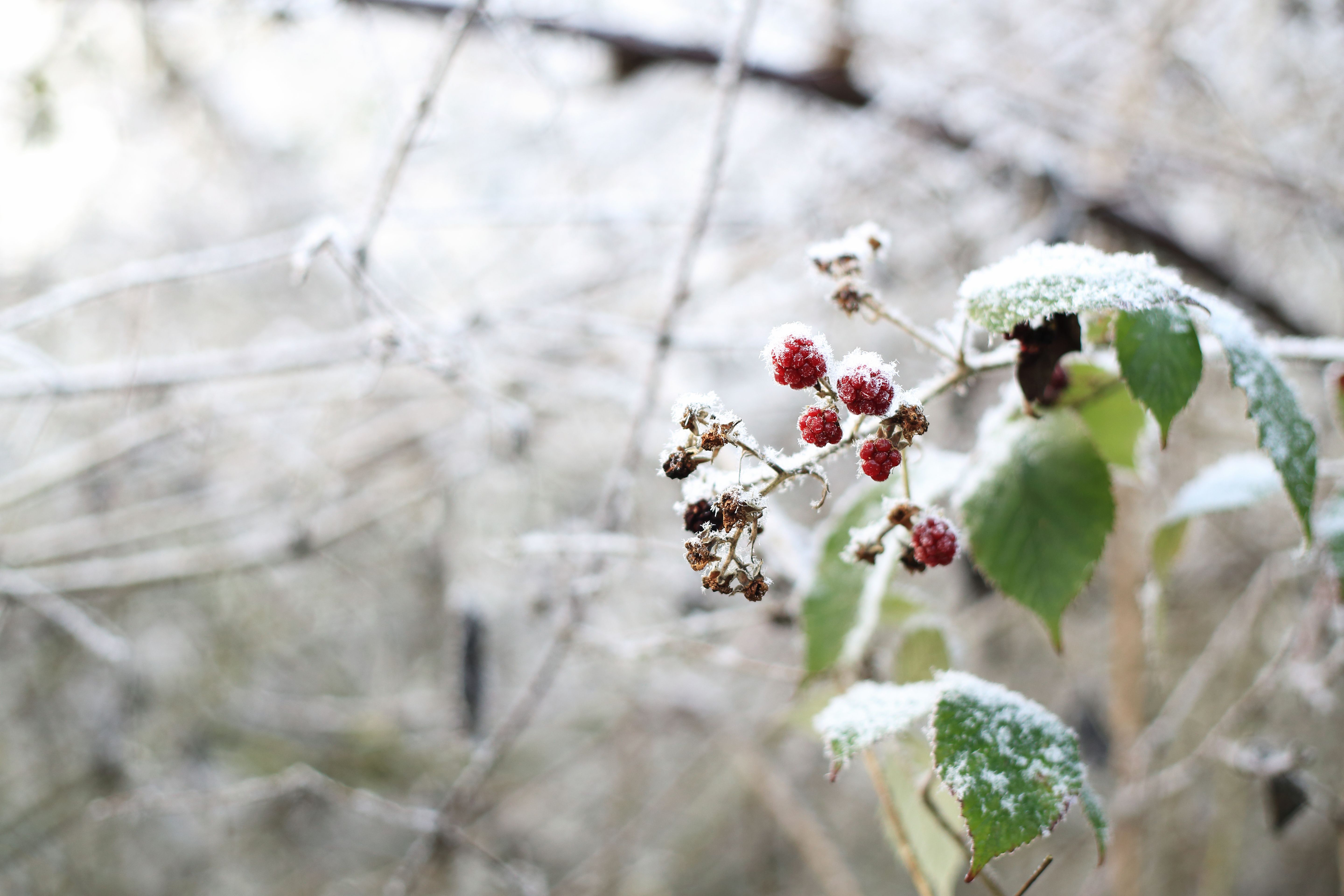 Blackberry Winter A Cold Snap Rooted in Folkore