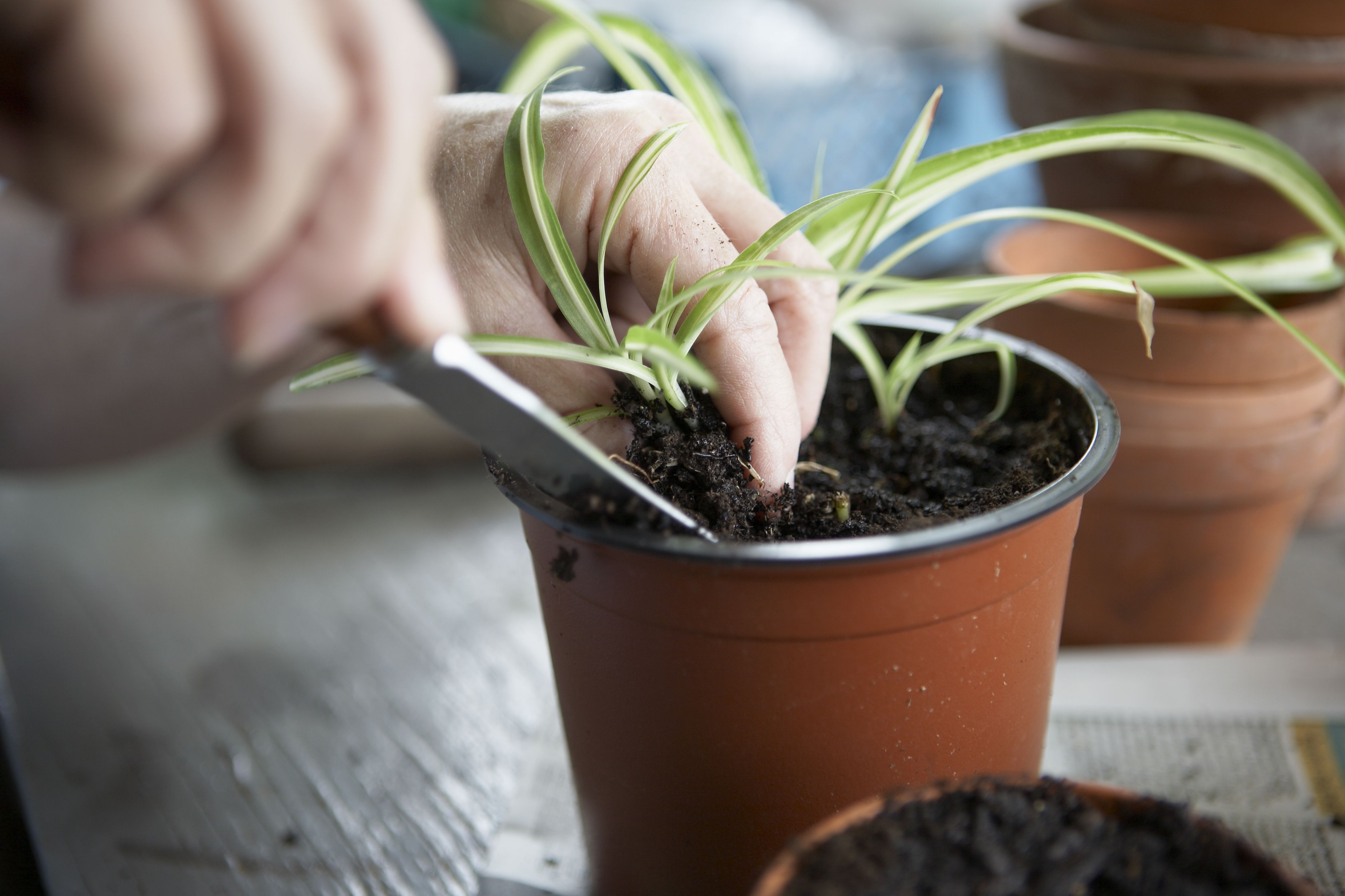 How To Plant A Plant In A Basket