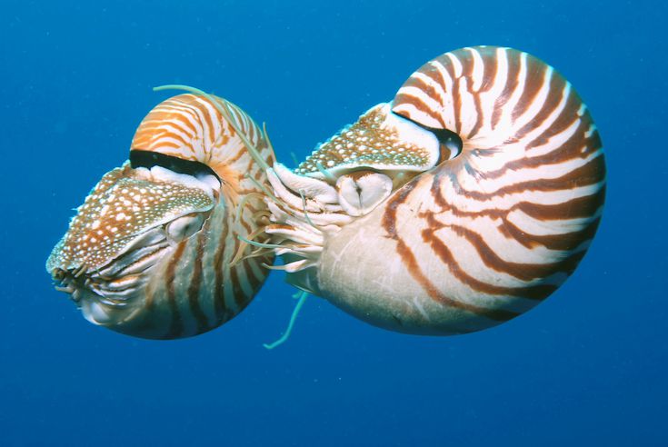 nautilus n2158