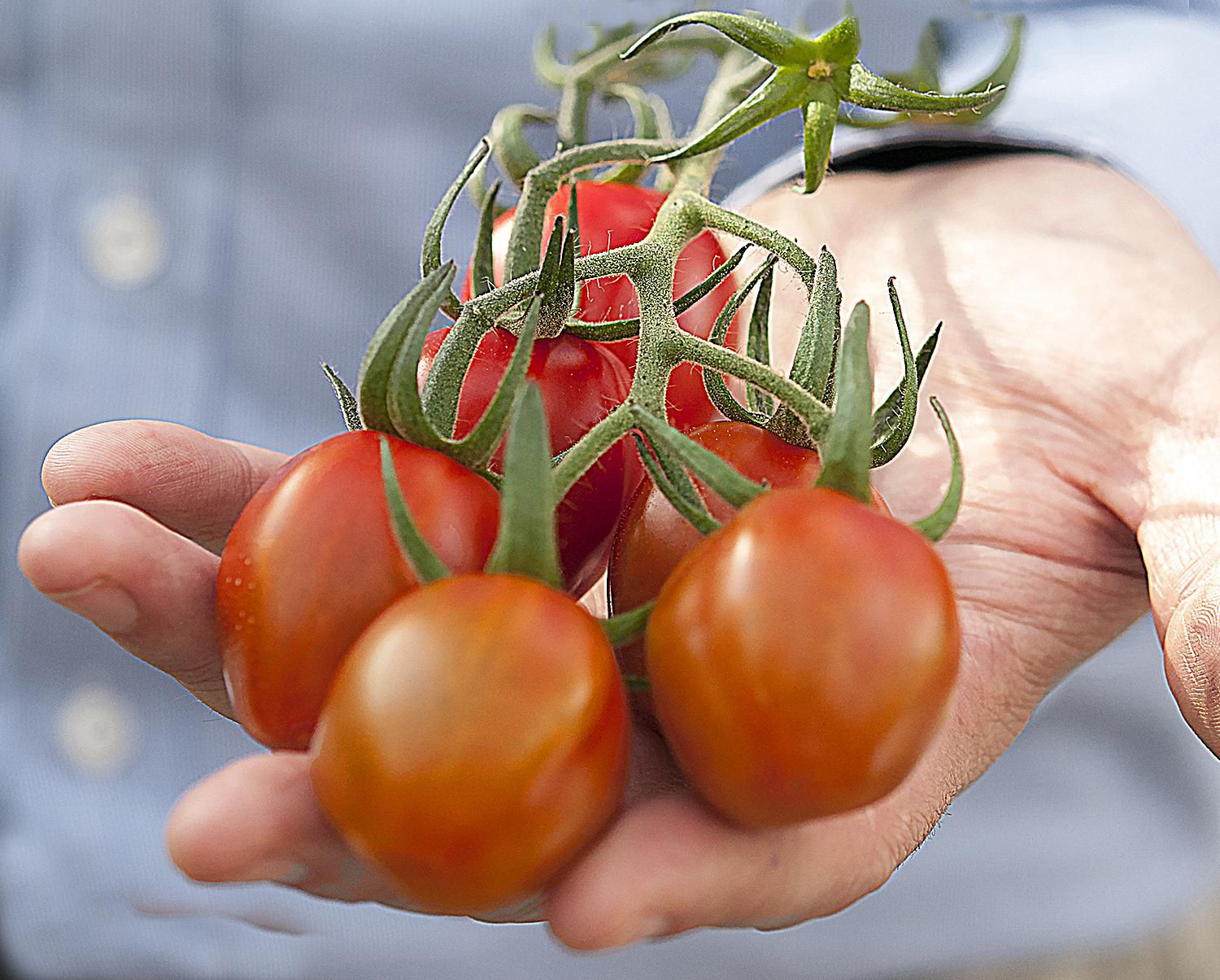 Quick, Easy, Delicious Recipes for Fresh Tomatoes