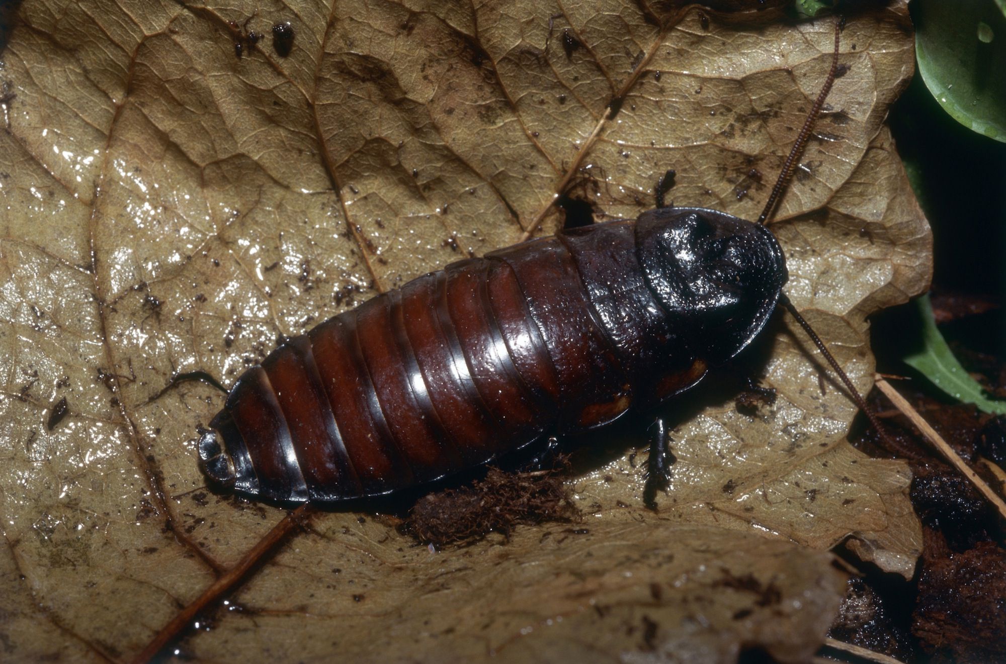 keeping-madagascar-hissing-cockroaches-as-pets